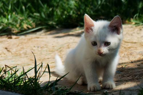 ӡȶس̨ʩϿף ǿ