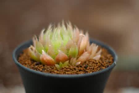 ¡°½½ã¡±Õ½ÓÑ¡¢¡°ºìÑÒÀÏÈË¡±ËïÖØÈ¥ÊÀ ÏíÄê95Ëê