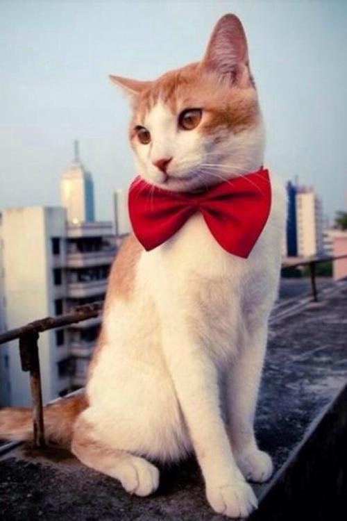 ÎÒ¹ú½¨Á¢·¿µØ²ú´û¿î¼¯ÖжȹÜÀíÖÆ¶È ÉèÖÃÕ¼±ÈÉÏÏÞ