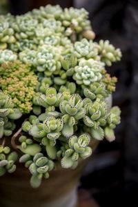 Ö±²¥´ø»õƵ·±·³µÓÀ´¼à¹Ü ÐÐÒµÈçºÎ³¤×ã·¢Õ¹£¿